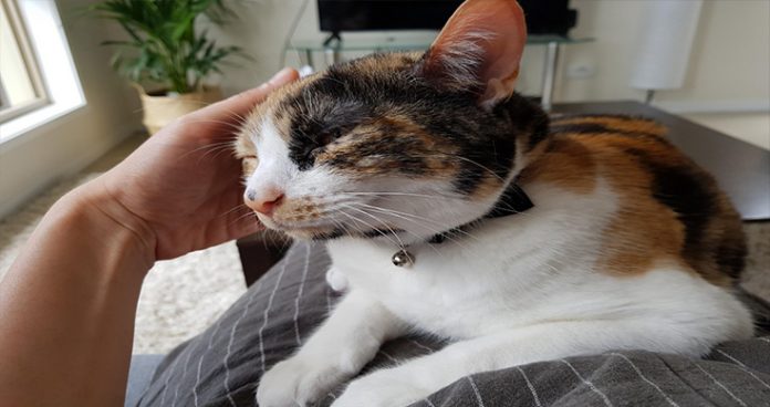 Paalto Billi corona se mutasir